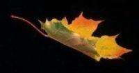 http://john-huisman.com/wp-content/uploads/2017/02/cropped-Floating-maple-leaf.jpg