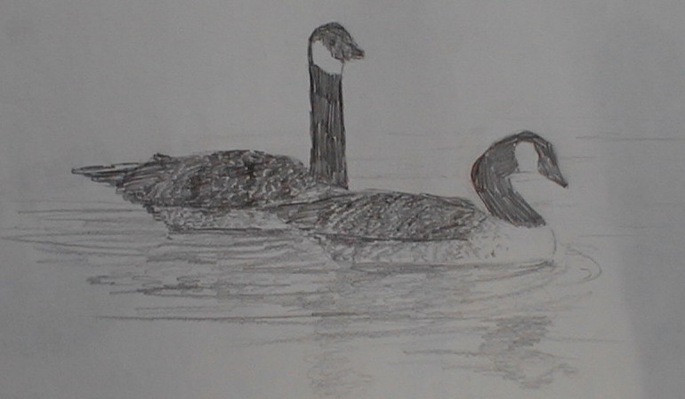 Pencil sketch of two Canadian geese
