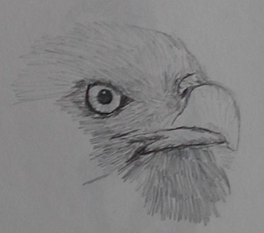 Pencil sketch of Bald Eagle face close up