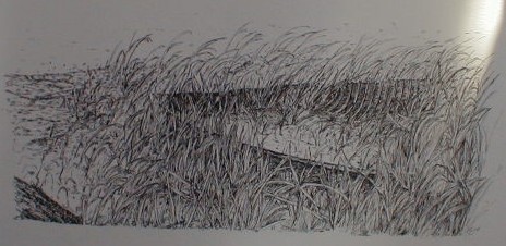 A sketch of an old deteriorated boat in the weeds at waters edge