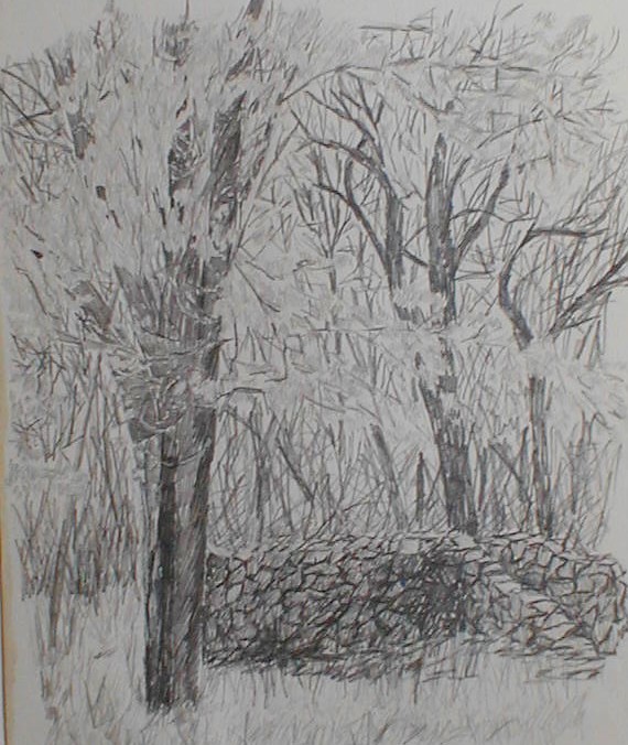 A pencil sketch of an old stone wall in the woods