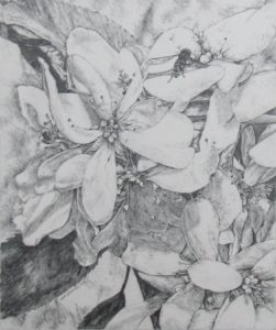 A Pencil drawing titled: "Spring Juneberry Blossoms" 11x13